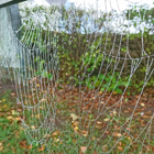 Ett spindelnät med daggdroppar.