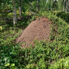 En stor myrstack.