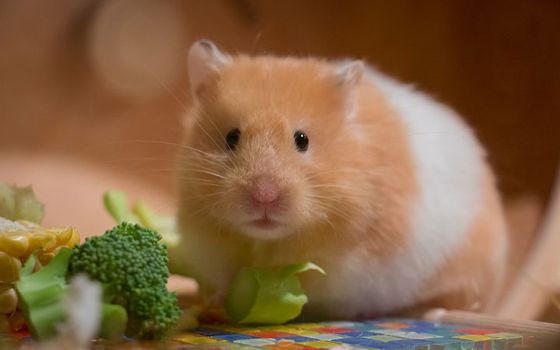 Hamster