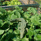 Krokodilen sitter bland grönska.